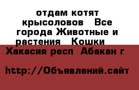 отдам котят крысоловов - Все города Животные и растения » Кошки   . Хакасия респ.,Абакан г.